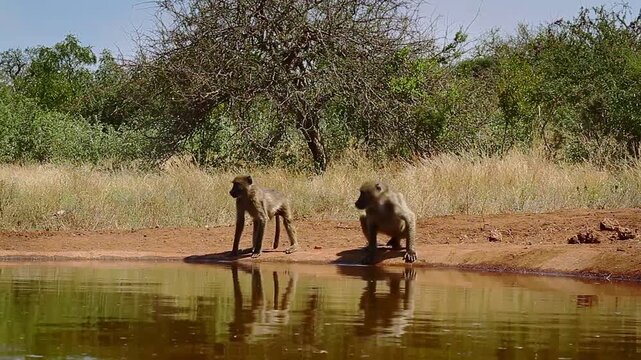 Two Chacma baboon drinking in waterhole with reflection in greater  Kruger National park, South Africa ; Specie Papio ursinus family of Cercopithecidae