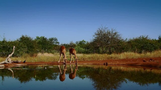 Three Common Impalas drinking front view and walking along waterhole with reflection in Greater Kruger National park, South Africa ; Specie Aepyceros melampus family of Bovidae
