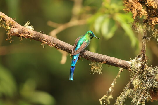 The long-tailed sylph (Aglaiocercus kingii) is a species of hummingbird in the "coquettes", tribe Lesbiini of subfamily Lesbiinae. This photo was taken in North Peru.