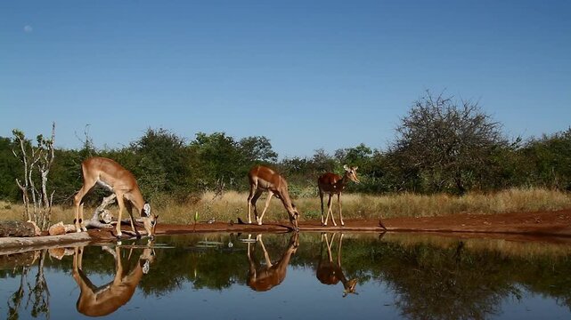 Three Common Impalas drinking front view and walking along waterhole with reflection in Greater Kruger National park, South Africa ; Specie Aepyceros melampus family of Bovidae