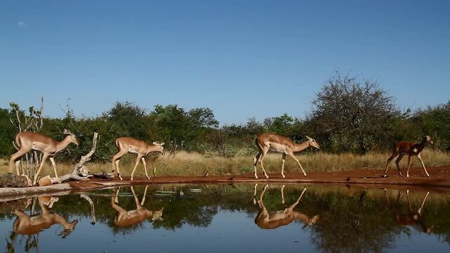 Small group of Common Impalas drinking in waterhole with reflection in Greater Kruger National park, South Africa ; Specie Aepyceros melampus family of Bovidae