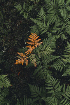 View of orange and green ferns in the forest on Vormsi, Laane County, Estonia.