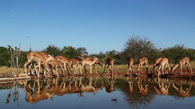 Herd of Common Impalas drinking in waterhole with reflection in Greater Kruger National park, South Africa ; Specie Aepyceros melampus family of Bovidae