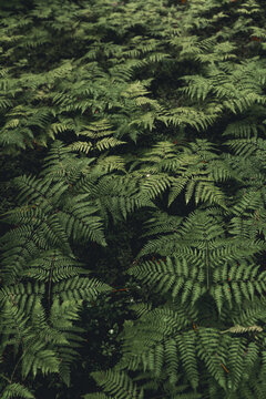 View of lush green ferns covering the forest floor on Vormsi island, Laane County, Estonia.