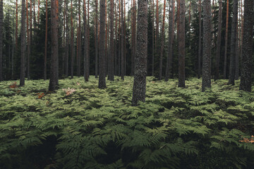 View of Vormsi pine forest floor covered in lush green ferns under tall coniferous trees in Laane County, Estonia. © Travel 'n' Lifestyle