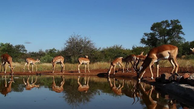 Herd of Common Impalas drinking in waterhole with reflection in Greater Kruger National park, South Africa ; Specie Aepyceros melampus family of Bovidae