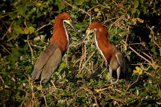 Rufescent Tiger-Herons, Tigrisoma lineatum, breeding pair face to face in courtship bonding ritual among nest branches, warm backlit golden light, South American wetland habitat, wild wading birds