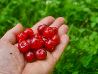 Hand full of pile of juicy red cherries, natural green grass background. Summer season harvest. Fine organic fruits collection. Farming and agriculture. Rich vivid colors. © mark_gusev