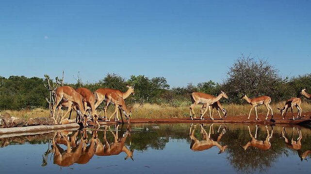 Herd of Common Impalas drinking in waterhole with reflection in Greater Kruger National park, South Africa ; Specie Aepyceros melampus family of Bovidae