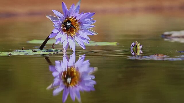 Bumblebee foraging a water lily flower isolated in natural background in Greater Kruger National park, South Africa