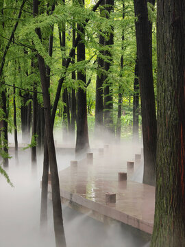View of a wooden walkway winding through a misty forest of tall trees at Wuhan East Lake in Wuhan, Hubei, China.