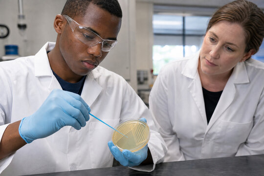 Microbiology Student Performing Aseptic Streak Plate Technique