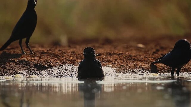 Cape Glossy Starling bathing and splashing backlit in waterhole in Greater Kruger National park, South Africa ; Specie Lamprotornis nitens family of Sturnidae