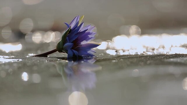 Waterlily flower in waterhole at dawn wtih sparks in Greater Kruger National park, South Africa