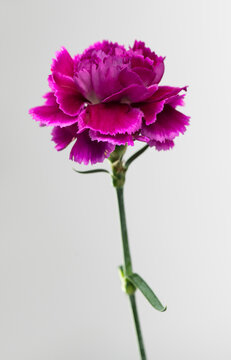 Carnation flower on grey background. One purple carnation flower cutout. Beautiful blooming pink or violet color carnation, bud, flower close up, cut out. 