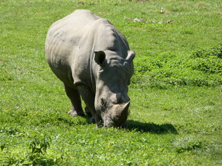 Rhinoceros Grazing on Green Grass © Sven Decker