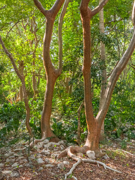 View of Gumbo Limbo trees with smooth reddish bark and exposed roots in a lush forest setting in Izamal, Yucatan, Mexico.