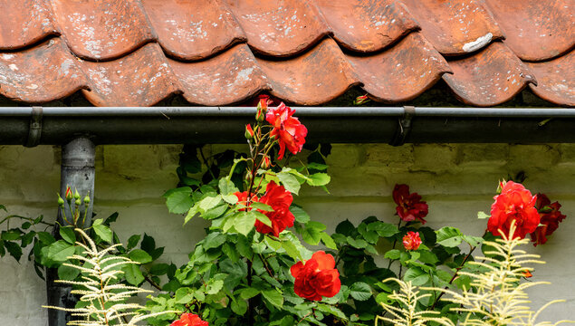 Red Climbing Roses Growing along Rustic Tiled Roof and House Wall