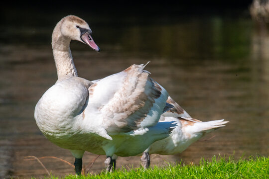 View of a mute swan preening its feathers while standing on a grassy bank beside the water in Salisbury, Wilshire, United Kingdom.