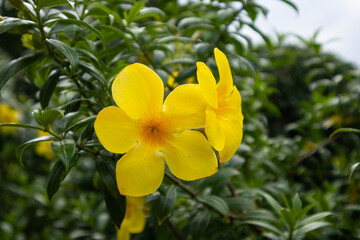 Obraz premium Yellow flower tropical flower bloom garden green leaf close up Bright yellow tropical flower bloom with green leaf garden foliage, close up nature scene with fresh botanical detail and soft