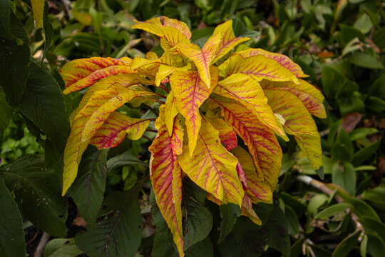 Yellow leaf tropical plant foliage variegated garden closeup leaf vein botanical autumn color, vibrant yellow and red veined leaves tropical garden plant foliage, natural texture background with
