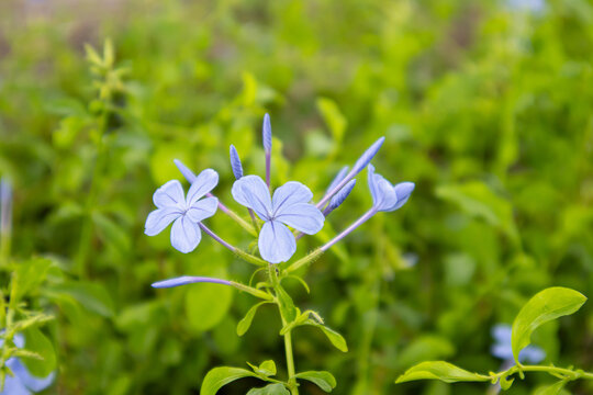 Blue flower wildflower plumbago green foliage garden close up selective focus soft light nature plant stem blooming blue wildflower plumbago with green foliage background, close up garden plant