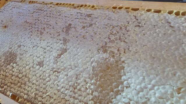High angle shot of sealed sweet bee combs served for breakfast buffet at a luxury resort hotel restaurant. Shiny liquid nectar details for healthy morning lifestyle dining