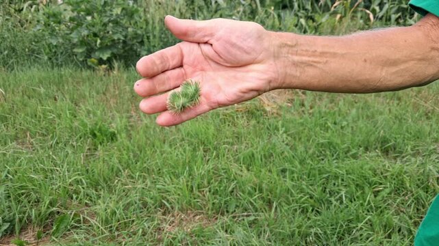 The man tries to shake off the large thorns stuck to his palm