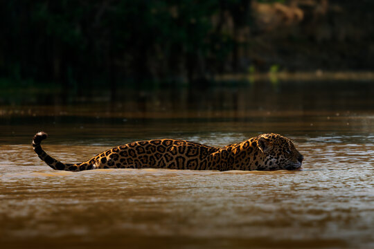 Jaguar Panthera onca swimming across a muddy river at golden hour, largest big cat in the Americas, powerful stealthy apex predator with rosette spotted coat, South and Central America wildlife