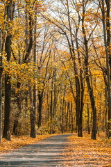 Fototapeta premium Scenic forest path surrounded by tall trees and golden yellow autumn foliage, peaceful seasonal fall landscape in sunny day with warm colors and natural beauty.