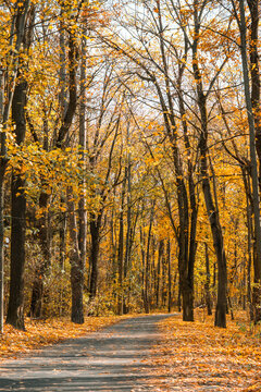 Scenic forest path surrounded by tall trees and golden yellow autumn foliage, peaceful seasonal fall landscape in sunny day with warm colors and natural beauty.