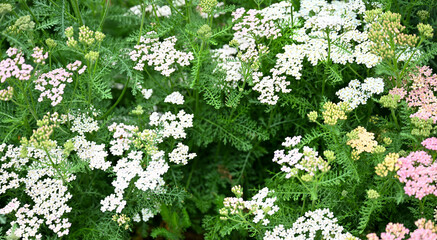 Pink and White Achillea Yarrow Flowers © Anna Hoychuk