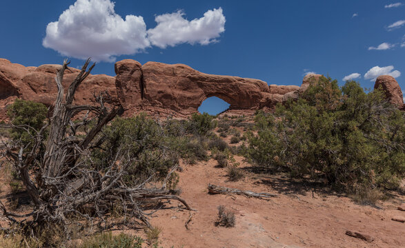 View of a natural red rock arch in Arches National Park with desert shrubs and a dry tree under a clear blue sky in Grand County, Utah, United States.