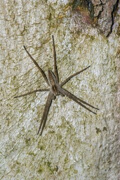 Closeup on a Nursery web spider, Pisaura mirabilis on the bark of a tree