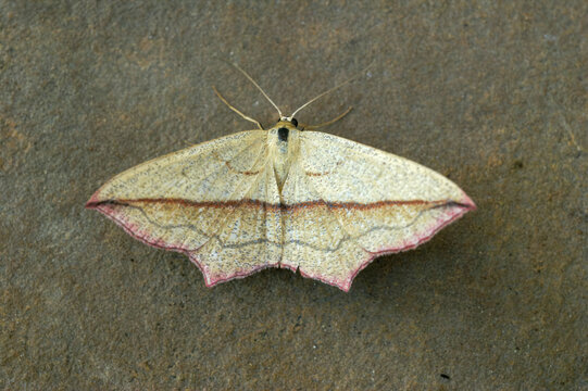 Closeup on a Blood vein geometer moth, Timandra comae with spread wings on wood