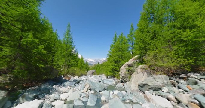 FPV aerial view of a rocky stream bed surrounded by lush green pine trees and distant snow-capped mountains under a clear blue sky in Switzerland.