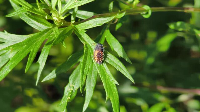 Detailed video of a ladybug larva feeding on aphids on a green plant stem. Natural biological pest control in a garden and wild environment. Video of Ladybug Larva on Aphid-Infested Plant.