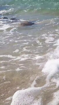 Vertical close-up of foamy coastal surf with clear turquoise sea waves rolling on empty sand beach and wet stones at sunny summer day. No people seaside water surface pattern natural background.