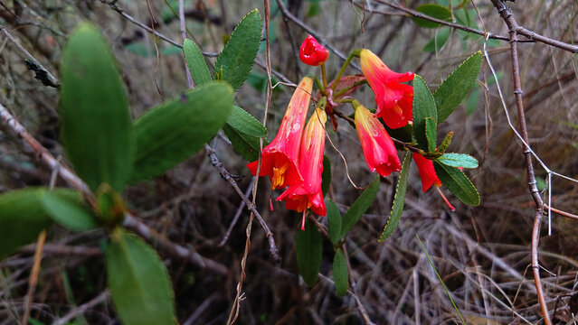 Endemic Chilean Red and yellow A&ntilde;a&ntilde;uca de Fuego Wildflower (Rhodophiala phycelloides) Growing Next to a Small Creek in Central Chile