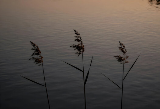 Three silhouetted reeds against a calm lake surface at sunset, tranquil nature scene with warm light reflection, the water reflects warm golden and orange hues from the sky