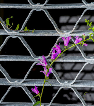 Purple pea-family flowers growing through a grate, closeup, sun and shadow