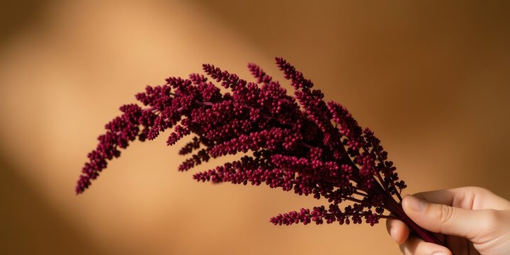 Hand holding deep red amaranthus flower branch on warm brown background for floral design concept