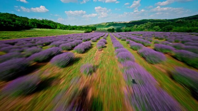 FPV aerial view of lavender fields in Fruska Gora with rolling green hills under a blue sky in Serbia.