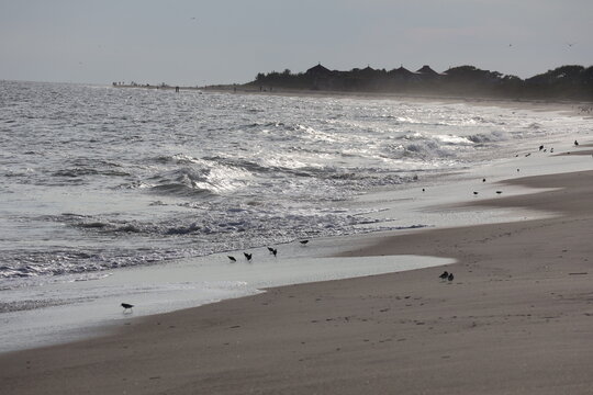 A flock of sandpipers scavenge along the shoreline for food.