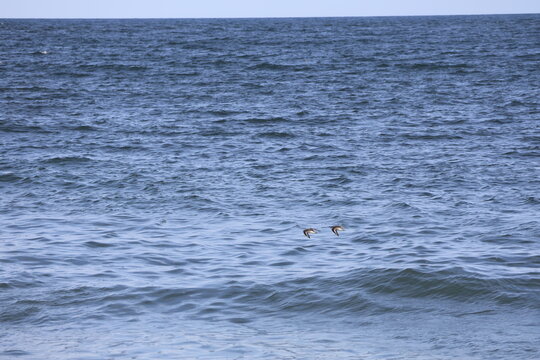 Sandpipers and seagulls take flight over the coast of Cape May New Jersey.