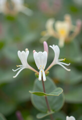 Fototapeta premium White honeysuckle flowers blooming in a garden, nature and botanical beauty, spring and summer flora