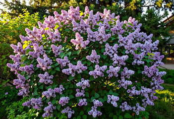 Fototapeta premium Lush purple lilac bush in full bloom during springtime, garden and nature background, fragrant flowers and green leaves