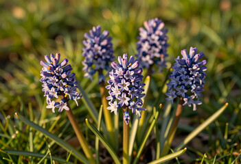 Fototapeta premium Purple hyacinth flowers blooming in a garden, spring season and nature concept, floral beauty and growth