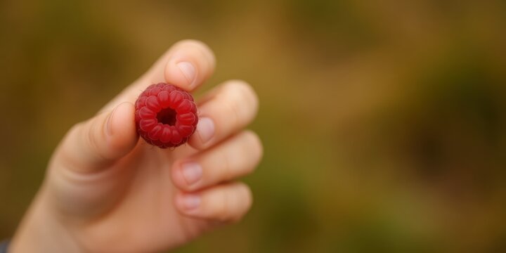Close up of a fresh red raspberry held in the small fingers of a child hand outdoors