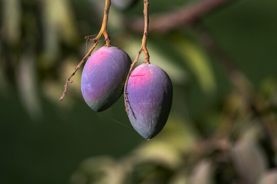 View of two ripe purple mangoes hanging from a branch in an orchard in Multan City, Punjab, Pakistan.